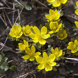 Весенник зимний