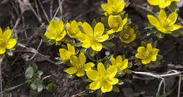 Весенник зимний