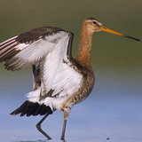 Aguja colinegra