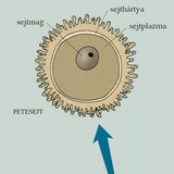 Petesejt