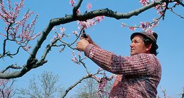 Обрезка плодовых деревьев
