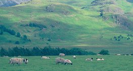 Rebaño de ovejas en las islas británicas