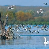 Водоплавающие птицы на Малом Балатоне (Венгрия)