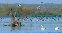 Водоплавающие птицы на Малом Балатоне (Венгрия)