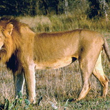 León