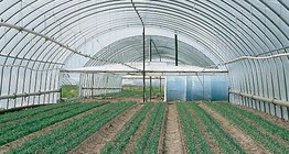 Внутреннее пространство плёночной теплицы