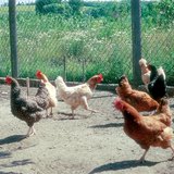 Различные породы домашних кур
