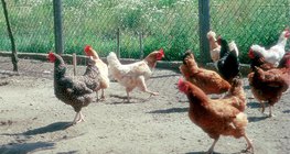 Различные породы домашних кур