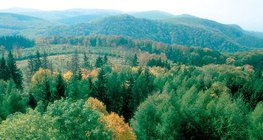 Bosque caducifolio