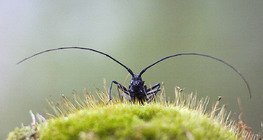 Escarabajo longicornio