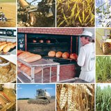 Жизнь пшеничного зернышка от пашни до хлебобулочной лавки
