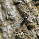 Hormiga