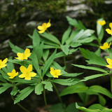 Yellow anemone