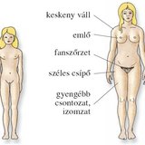 Női testalkat