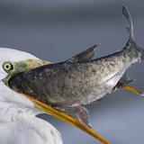 Grote zilverreiger die vis eet