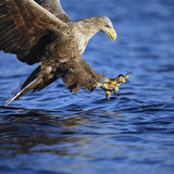 Pigargo europeo pescando