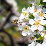 Macieira em flor