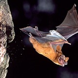Morcego