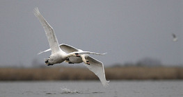 Cisne vulgar en vuelo