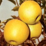 Maçã gold
