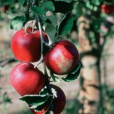 Apples