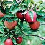 Manzanas Starking