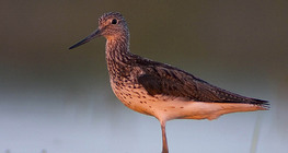 Archibebe