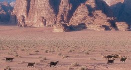 وادي