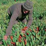 Сбор перца стручкового