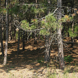 Floresta de pinheiros