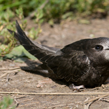 Черный стриж
