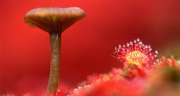 Fungo e drosera