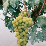 عنب المائدة