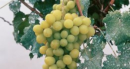 Столовый сорт винограда