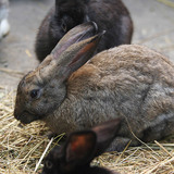 Rabbit
