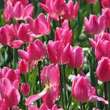 Tulipano
