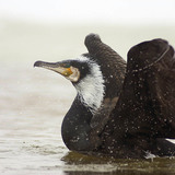 Kormoran