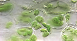 Plastídios vegetais (cloroplastos)