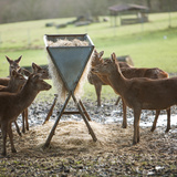 Feeding trough