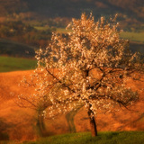 Cerezo silvestre en florecimiento