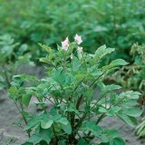 马铃薯植株