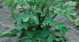 Картофель (растение)