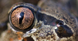 Ojo de rana