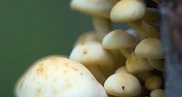 Funghi