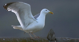 Клуша