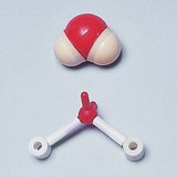 水分子的空間填充以及球和棒的模型
