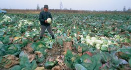 Сбор белокочанной капусты