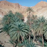 واحة مع النخل في تونس