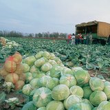 Сбор белокочанной капусты