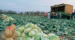Сбор белокочанной капусты
